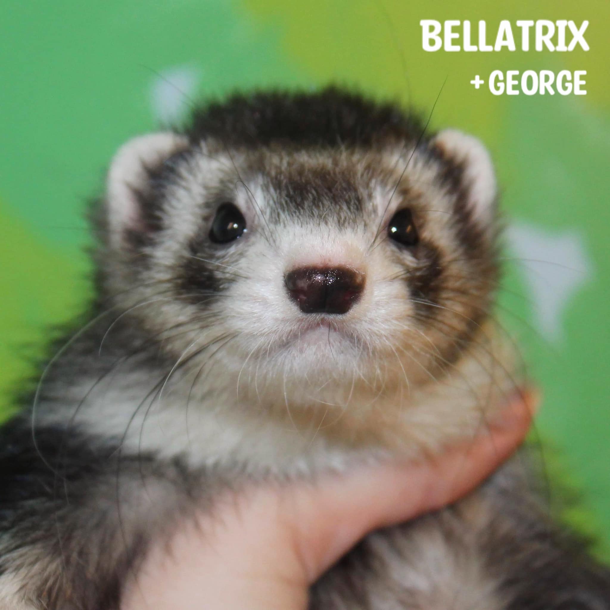 Bellatrix - Bonded with George