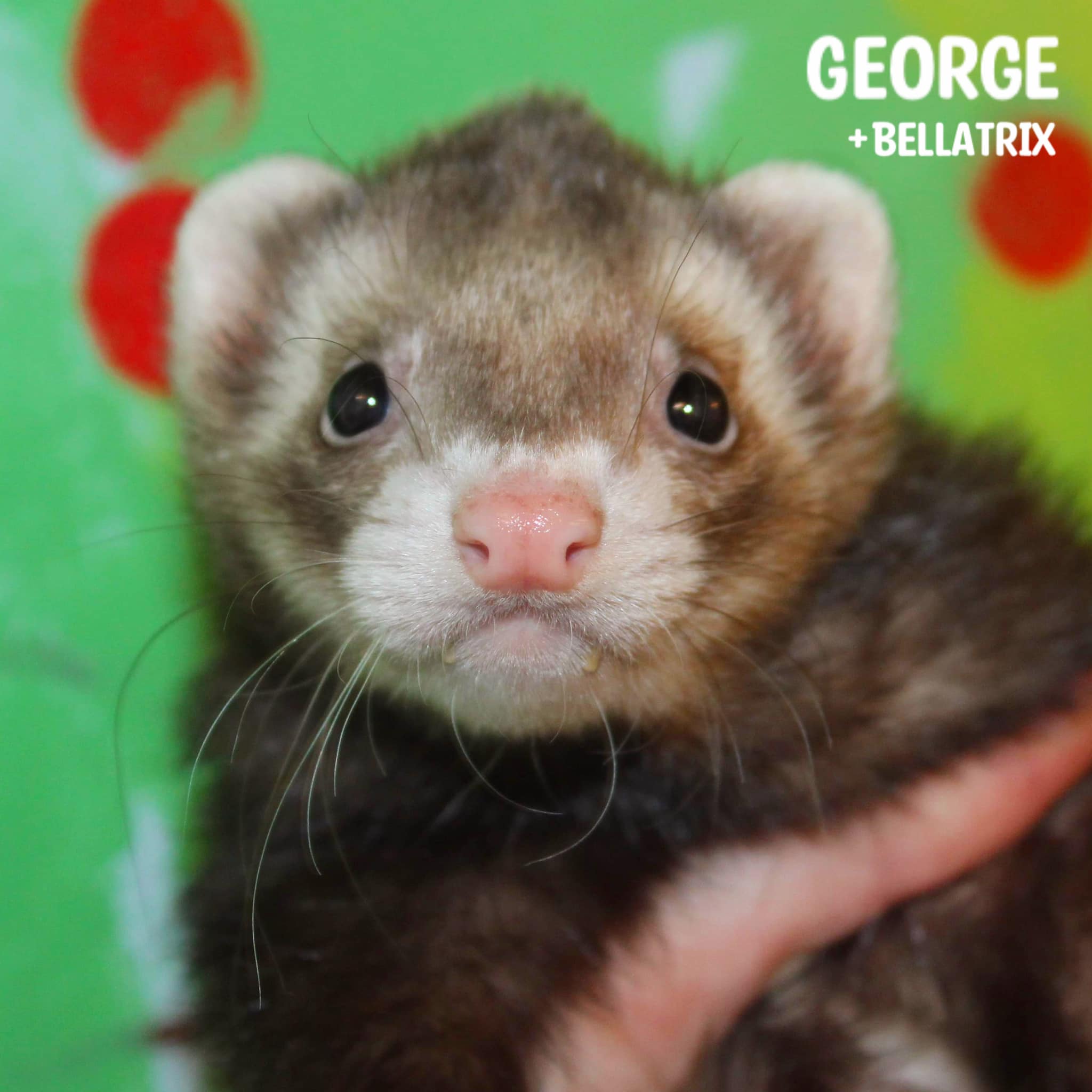 George - Bonded with Bellatrix