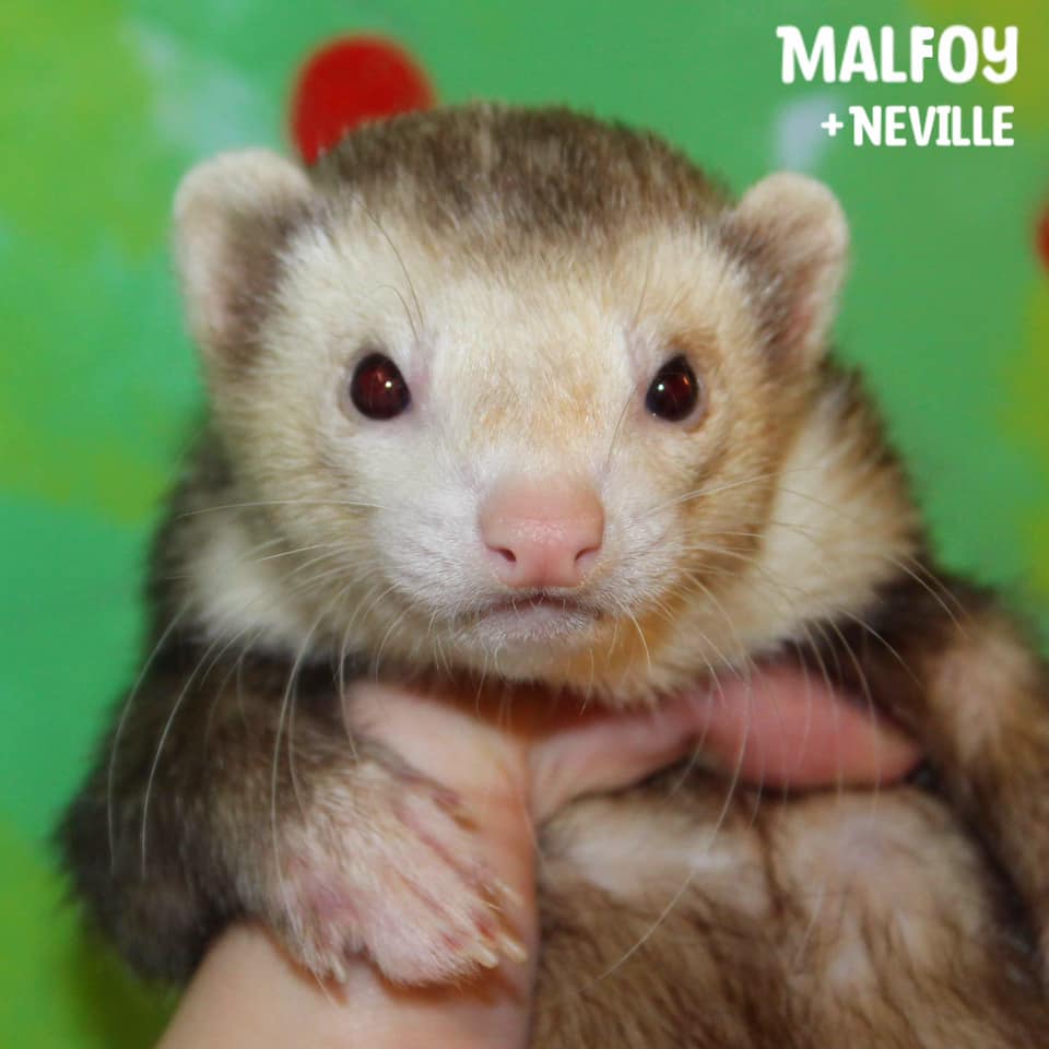 Malfoy - Bonded with Neville