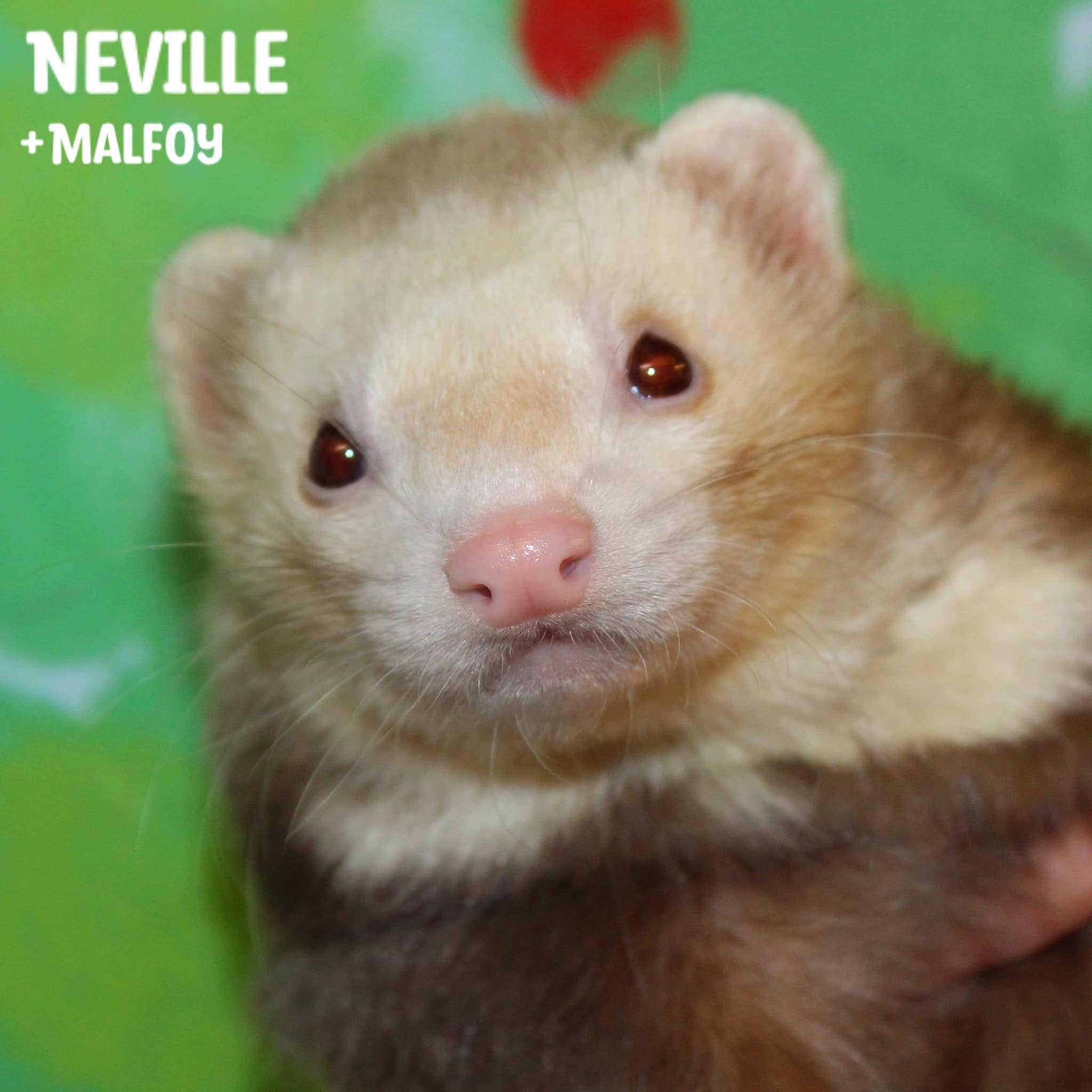 Neville - Bonded with Malfoy