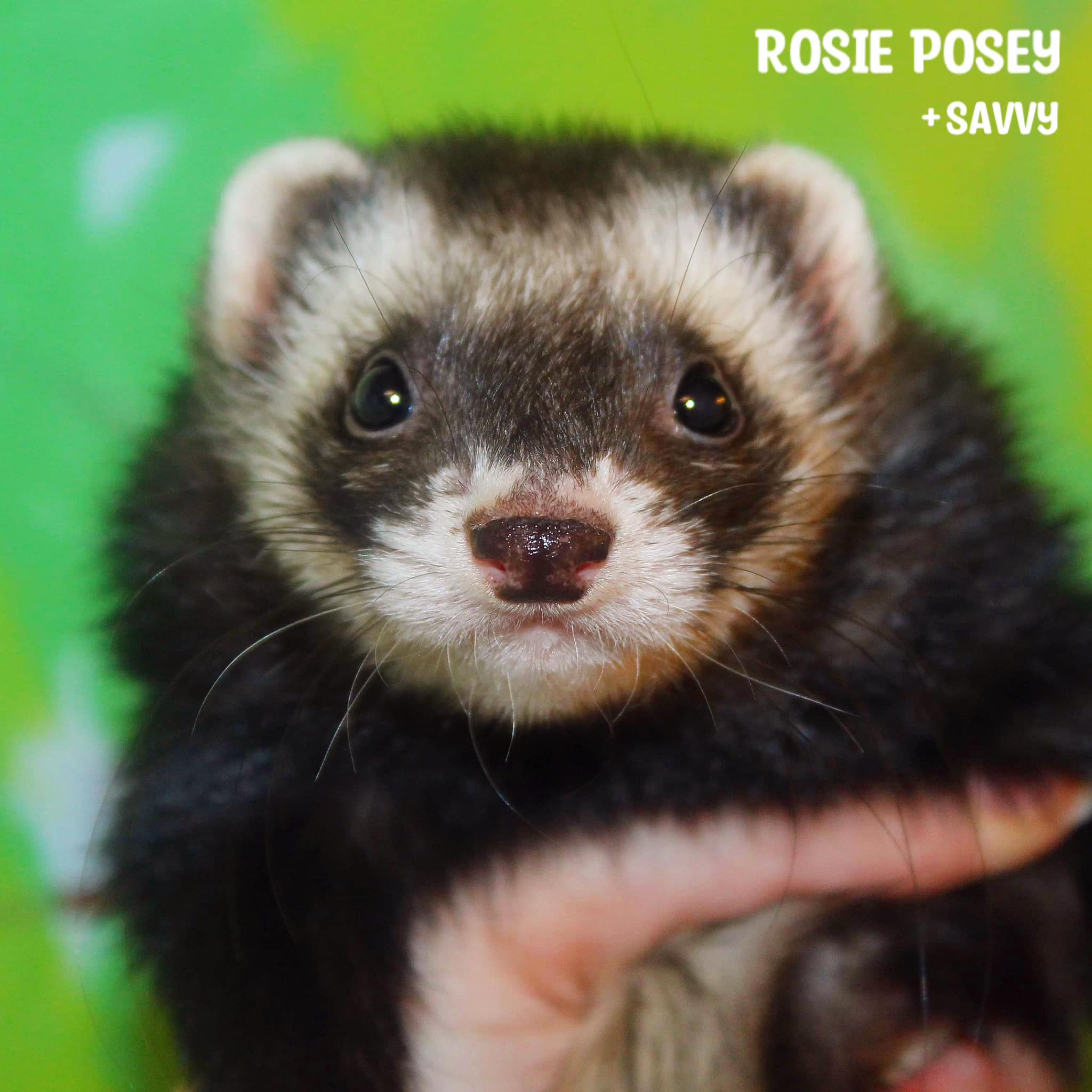 Rosie Posey - Bonded with Savvy