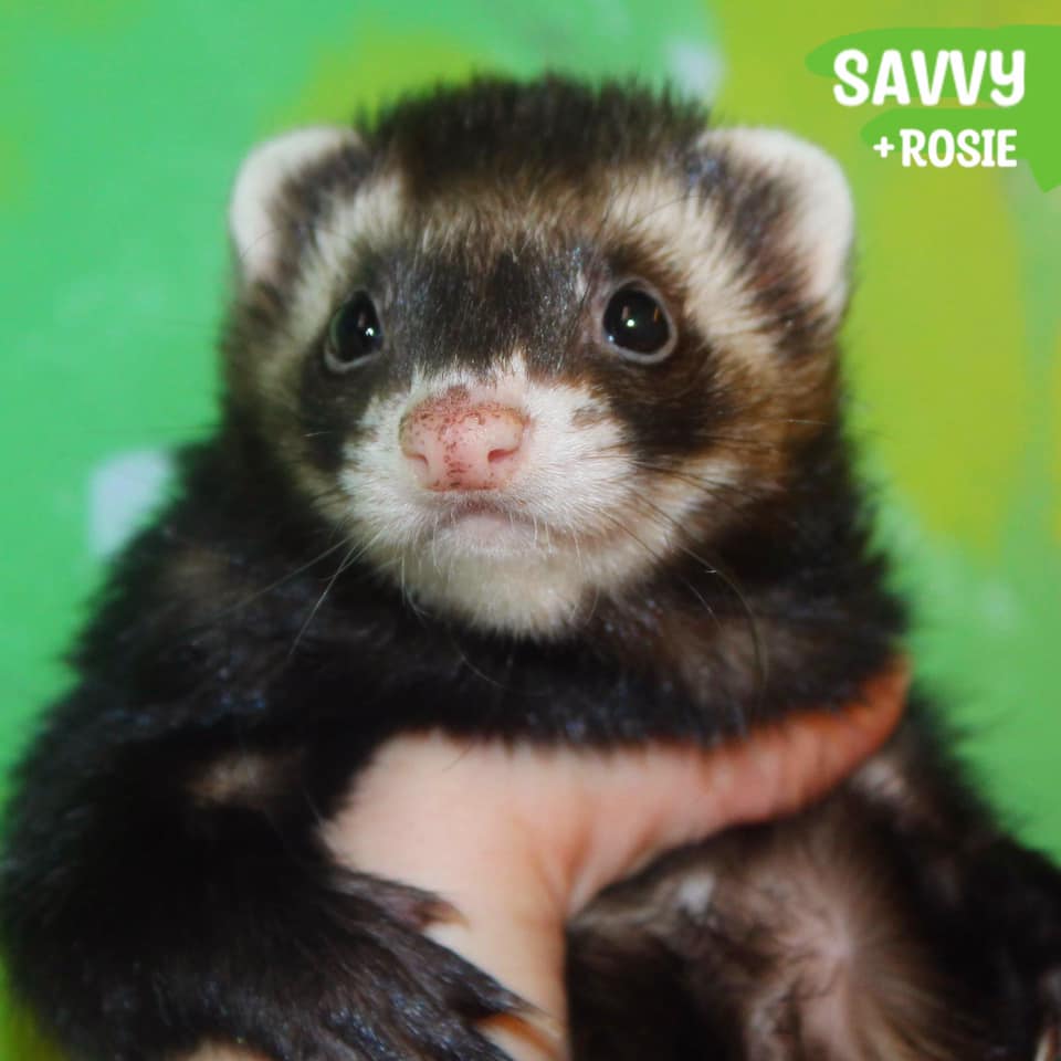 Savvy  - Bonded with Rosie Posey